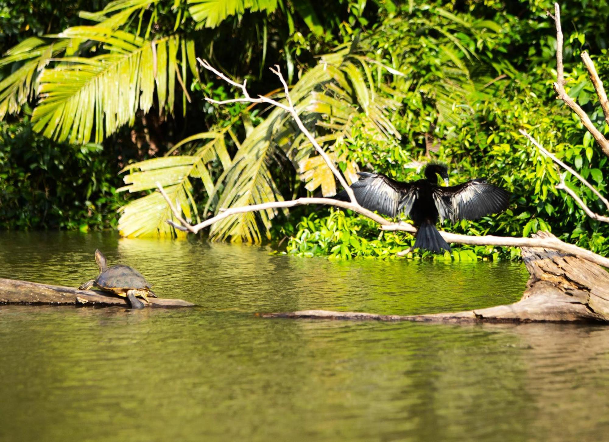 Aninga Lodge Tortuguero Exterior photo