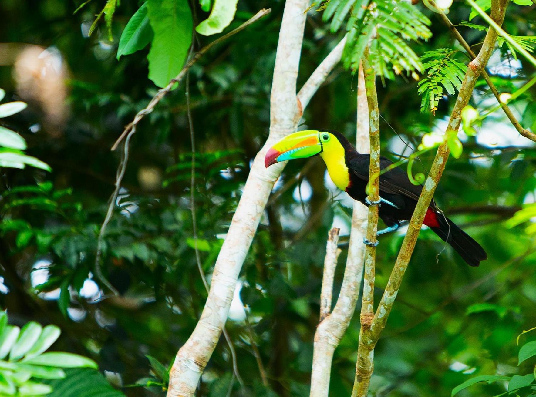 Aninga Lodge Tortuguero Exterior photo